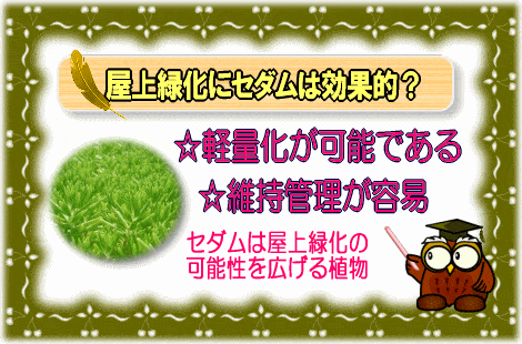 屋上緑化にセダムは効果的？【画像】